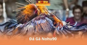 Đá Gà Nohu90 - Hướng Dẫn Đăng Ký Và Tham Gia Đá Gà Chỉ Vài Bước