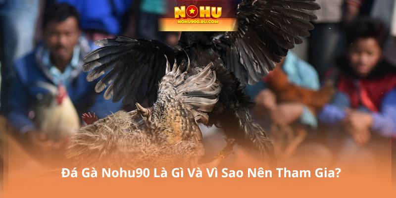 Đá Gà Nohu90 Là Gì Và Vì Sao Nên Tham Gia