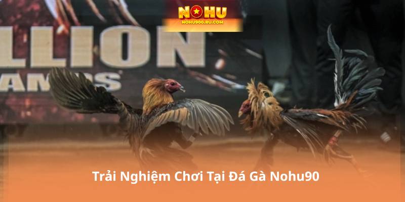 Trải Nghiệm Chơi Tại Đá Gà Nohu90